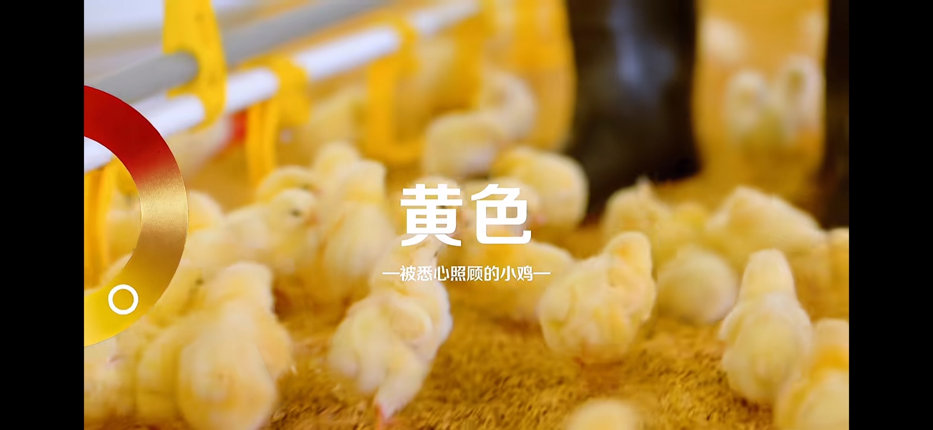 色轮视频画面 · 农人与食材场景